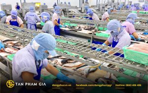 Đồng phục công nhân sơ chế, chế biến trực tiếp