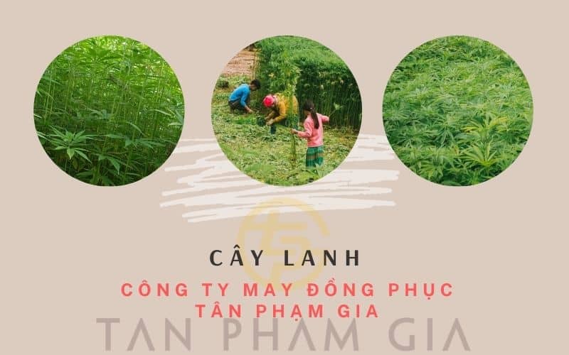 cây lanh
